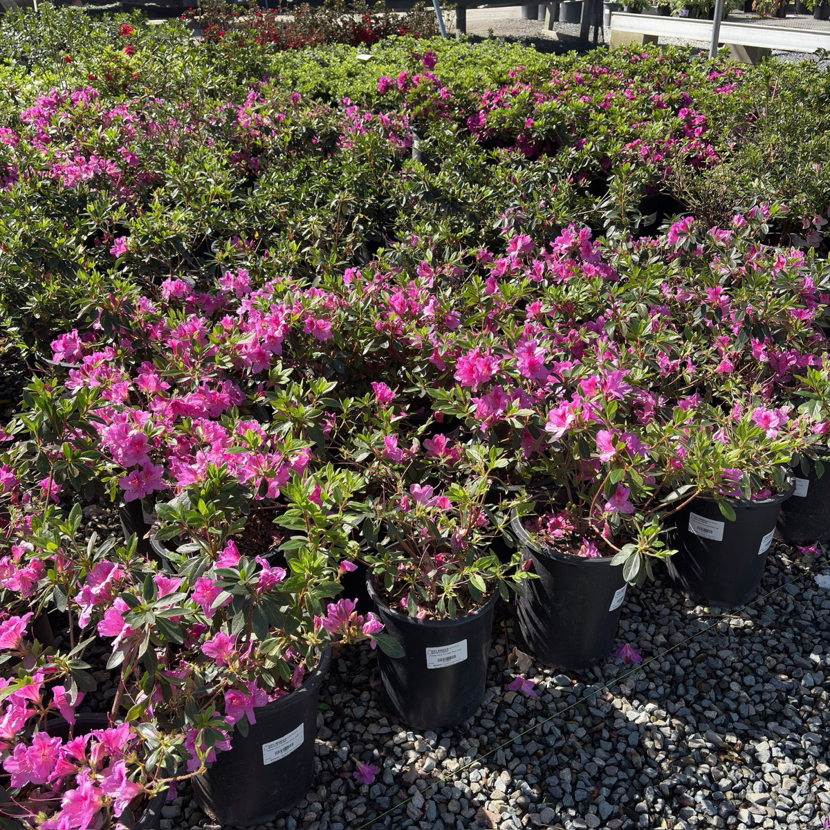 Formosa Azalea