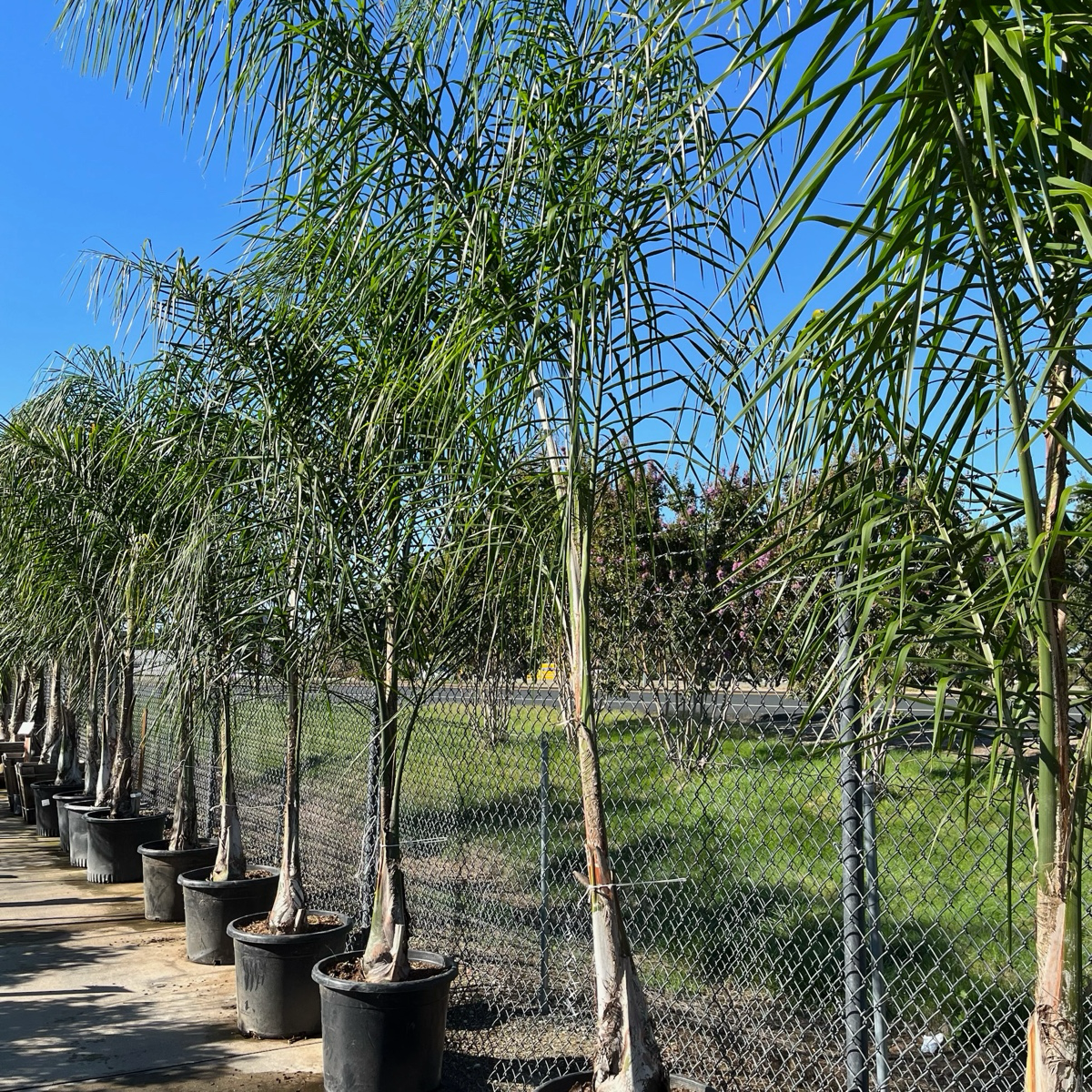Queen  Palm