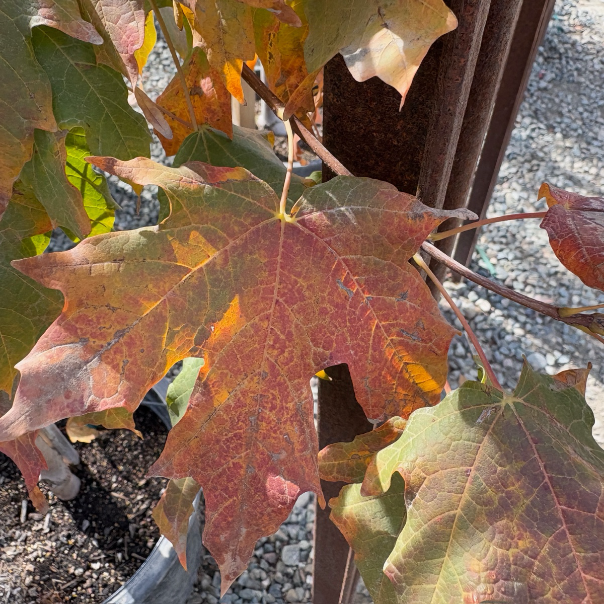 Sugar maple
