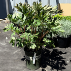 伊藤牡丹-草莓粉