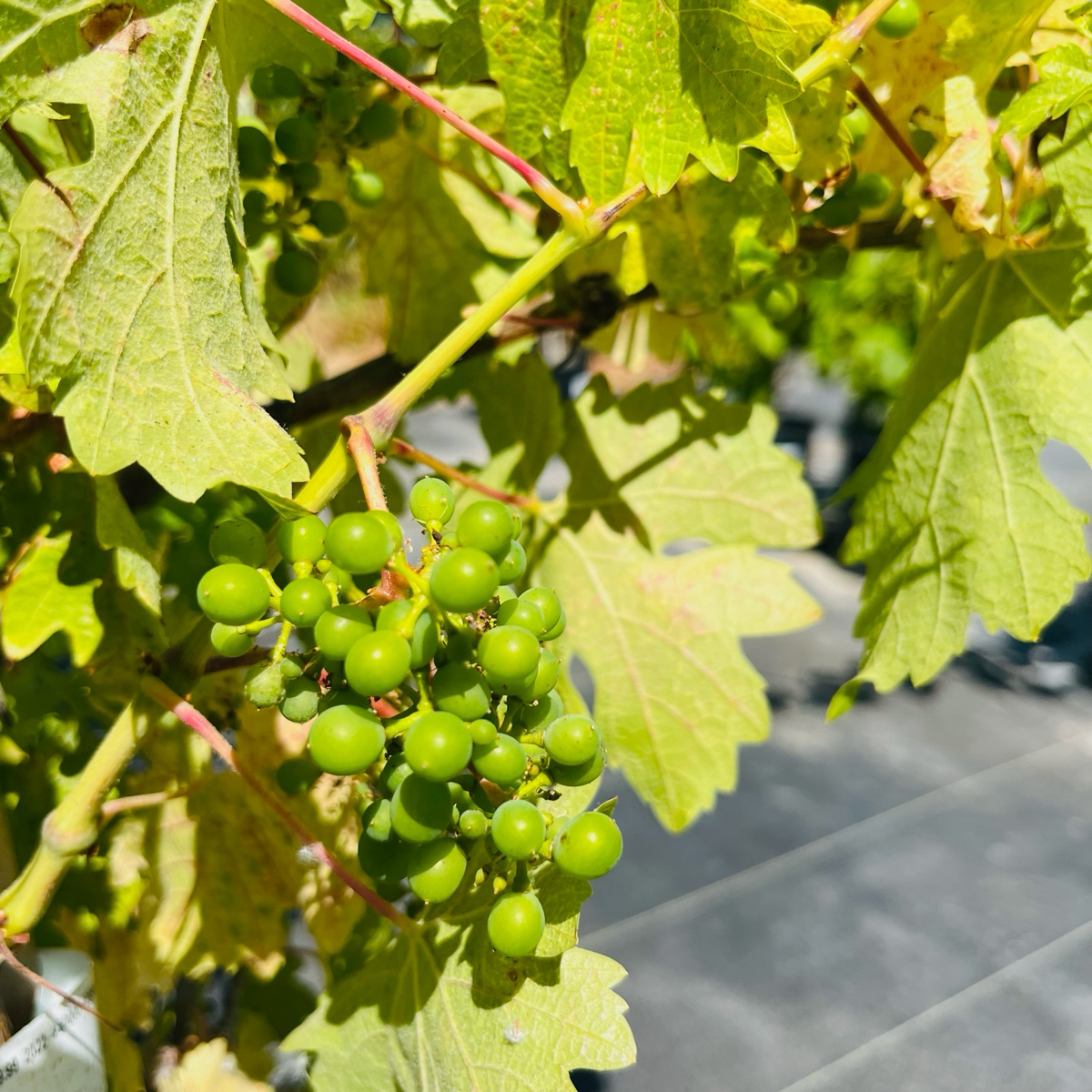 Wine grape vines - Cabernet Sauvignon