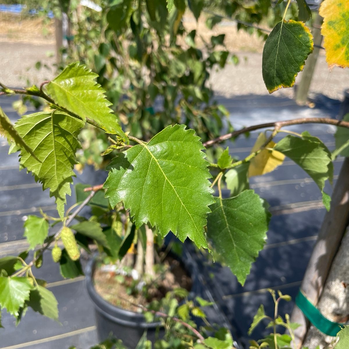 European White Birch