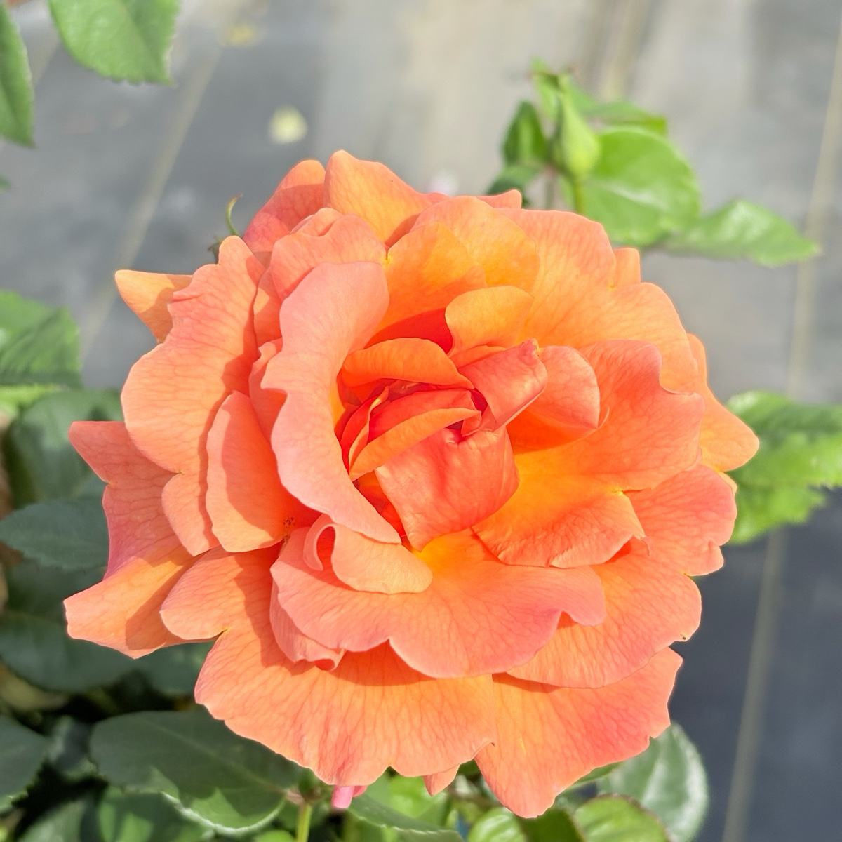 Easy Does It® Rose