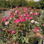 灌木月季-双粉无敌