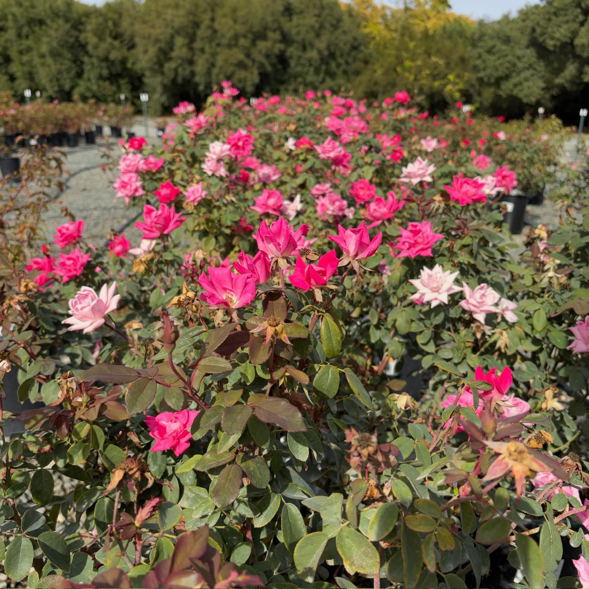 灌木月季-双粉无敌