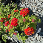 Dallas Red Bush Lantana