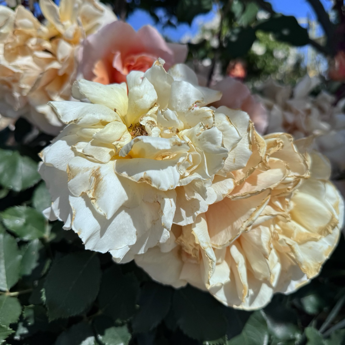 Tea Rose-Double Happiness