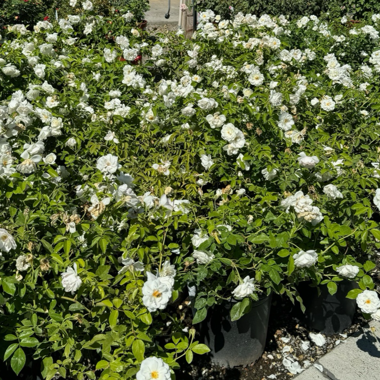 Iceberg Floribunda Rose