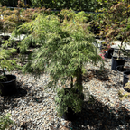 Viridis Lace Japanese Maple