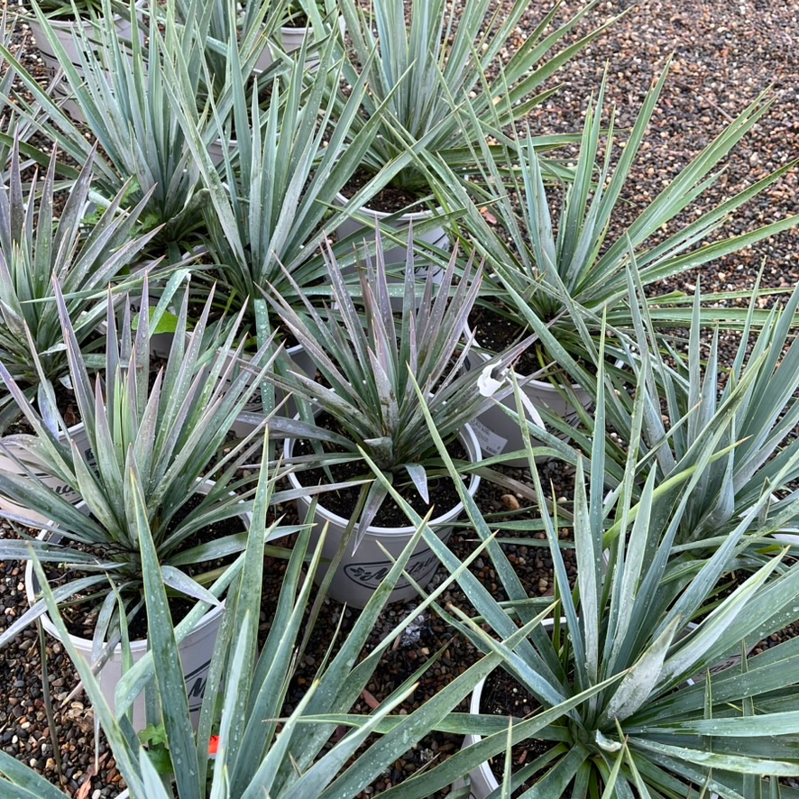 Blue Yucca 'Blue Sentry'