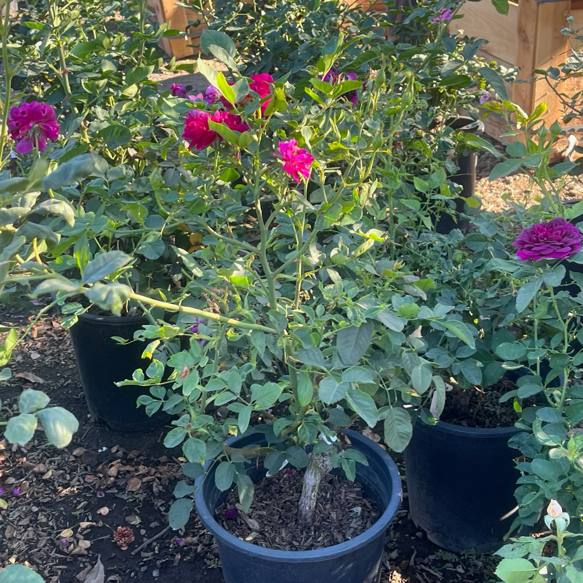 Ebb Tide™ Rose