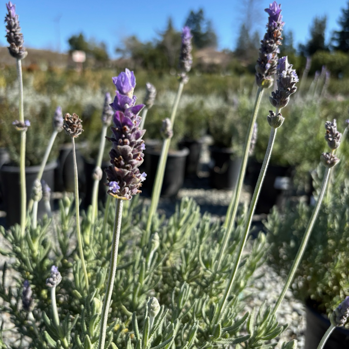 Meerlo Lavender