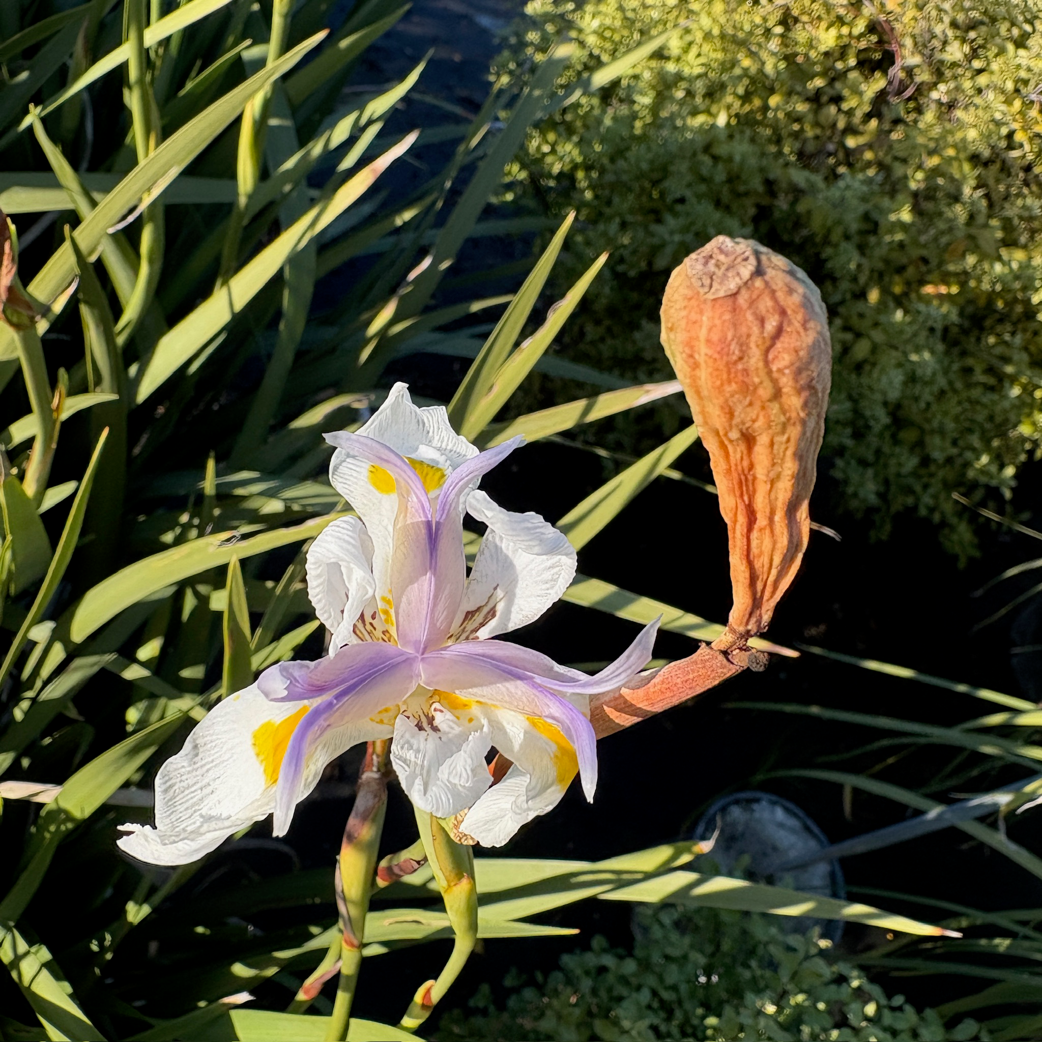 Dietes vegeta