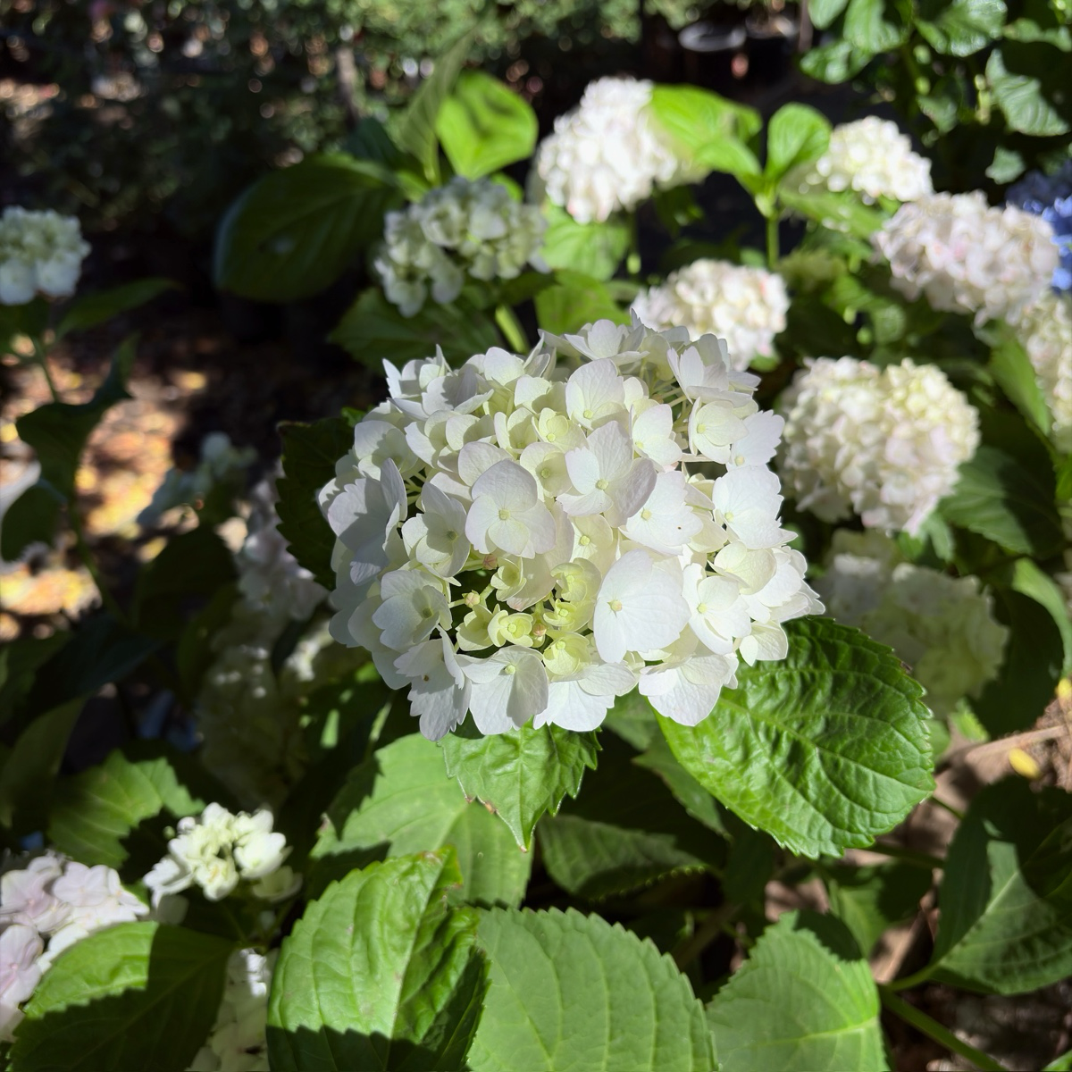 White Bigleaf Hydrangea