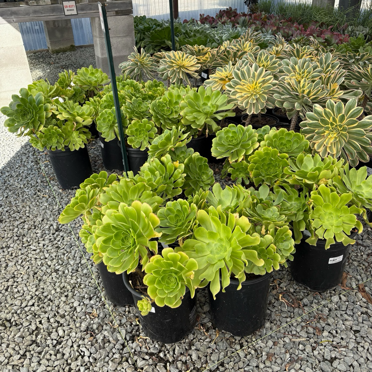 Stalked Aeonium