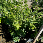 Sharpblue Shouthern Highbush Blueberry 