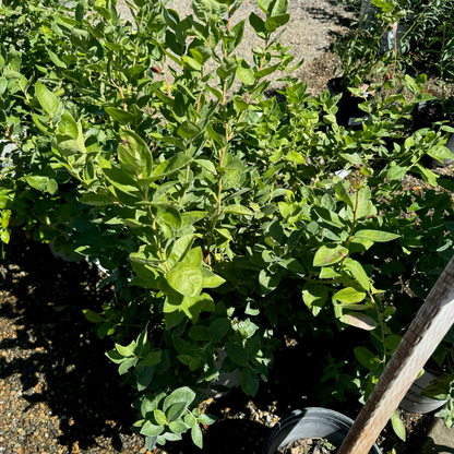 Blueberry Tree - Sharp Blueberry