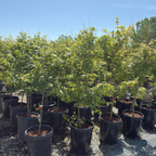 Smooth Japanese Maple