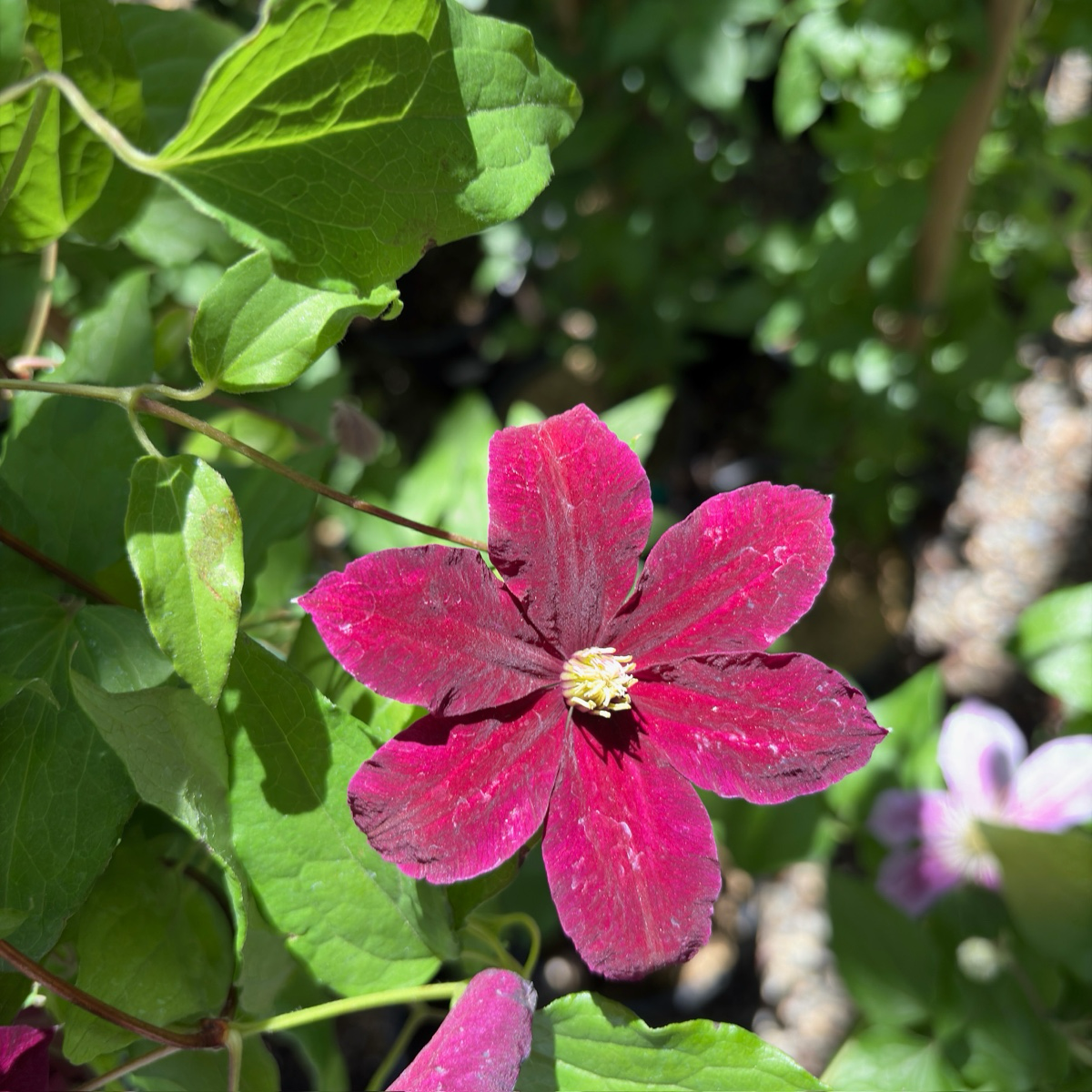 Nionbe Clematis