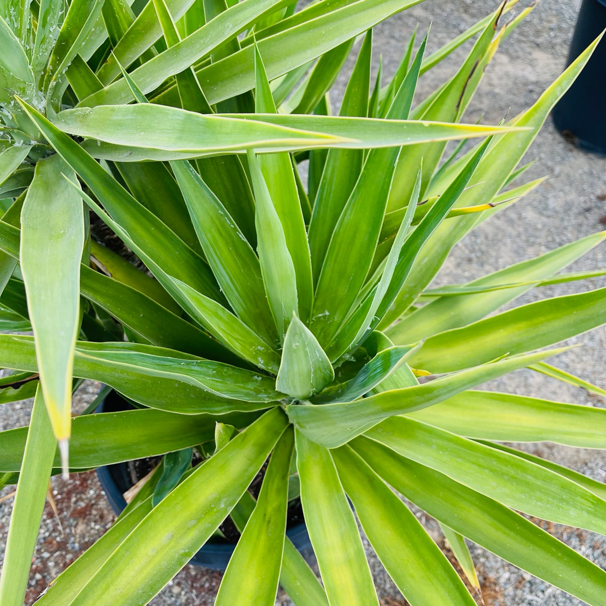 Yucca Tree - Pteris fasciata