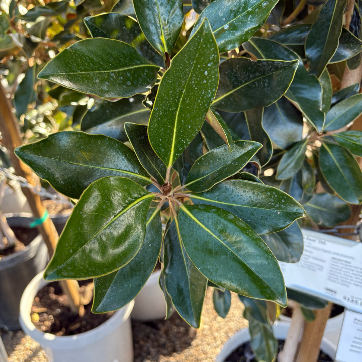 Little Gem Southern magnolia