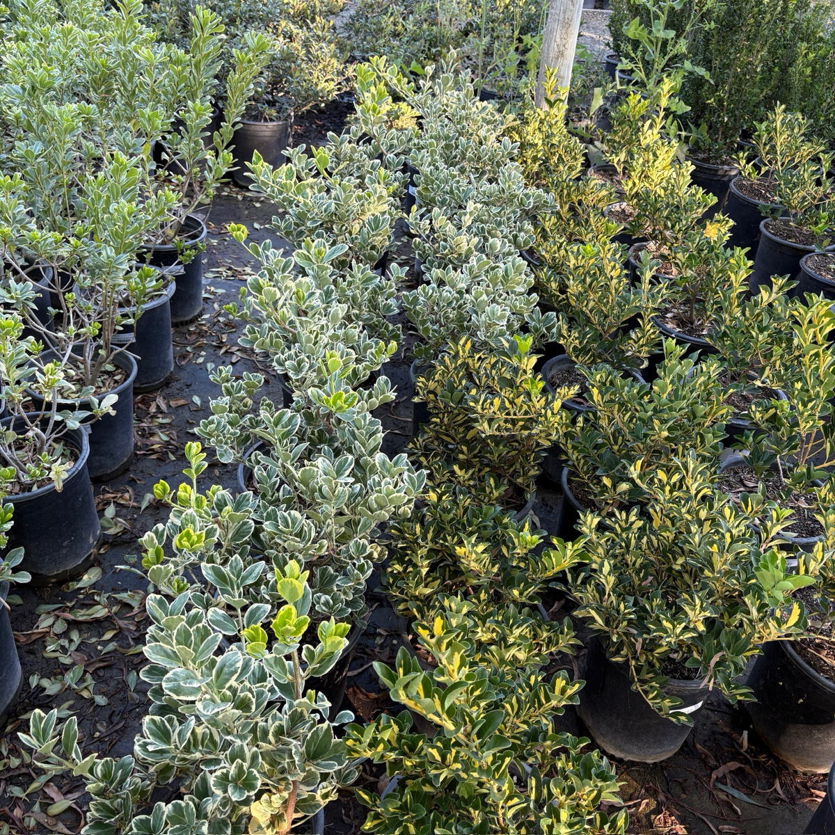 Silver Queen Euonymus