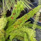 Myer's Asparagus Fern