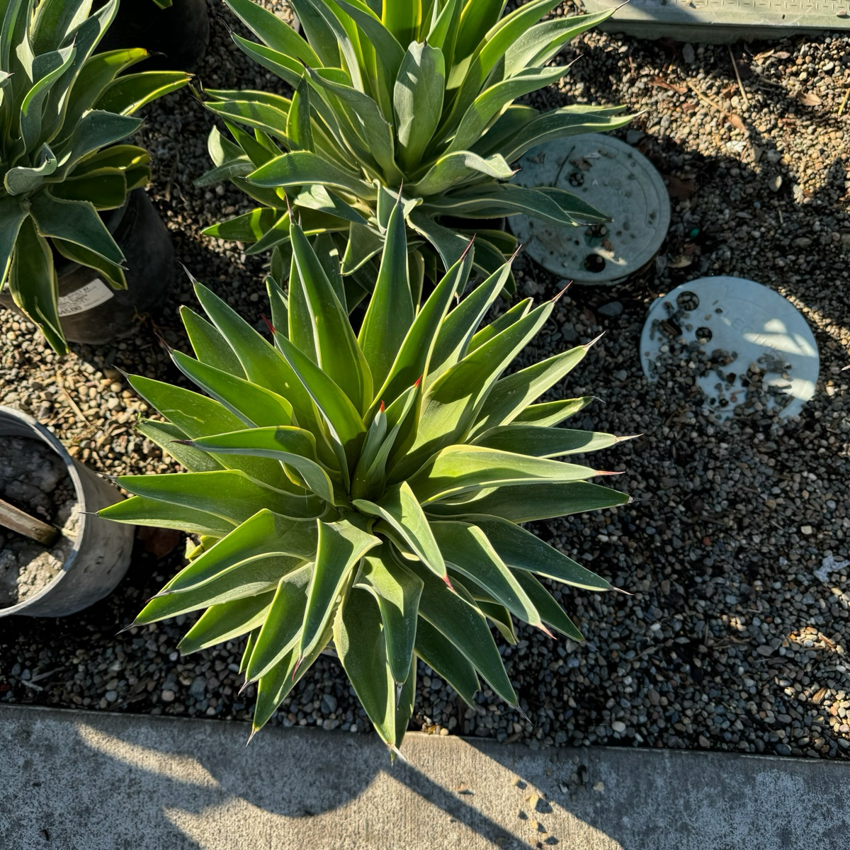 Variegated Smooth Agave