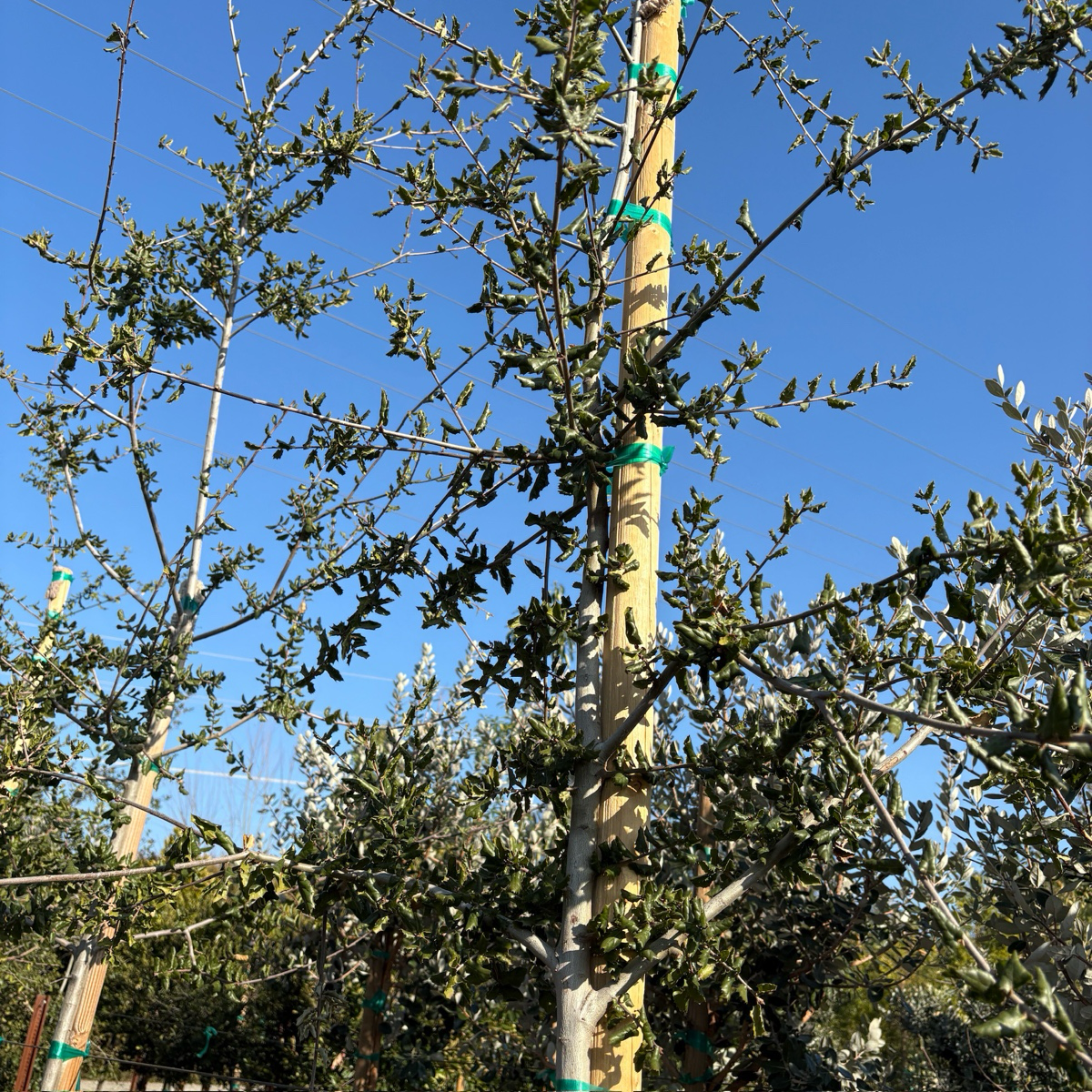 Coast Live Oak