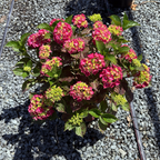 Glowing Embers Bigleaf Hydrangea