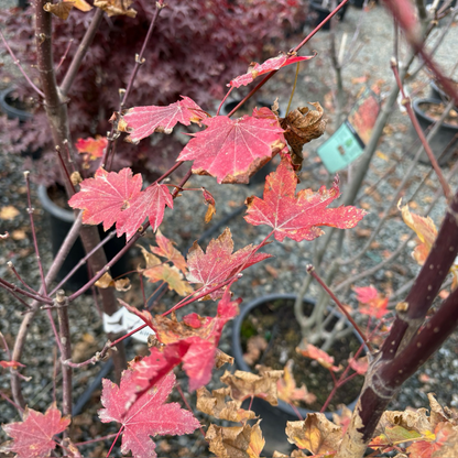 Maple-Maple