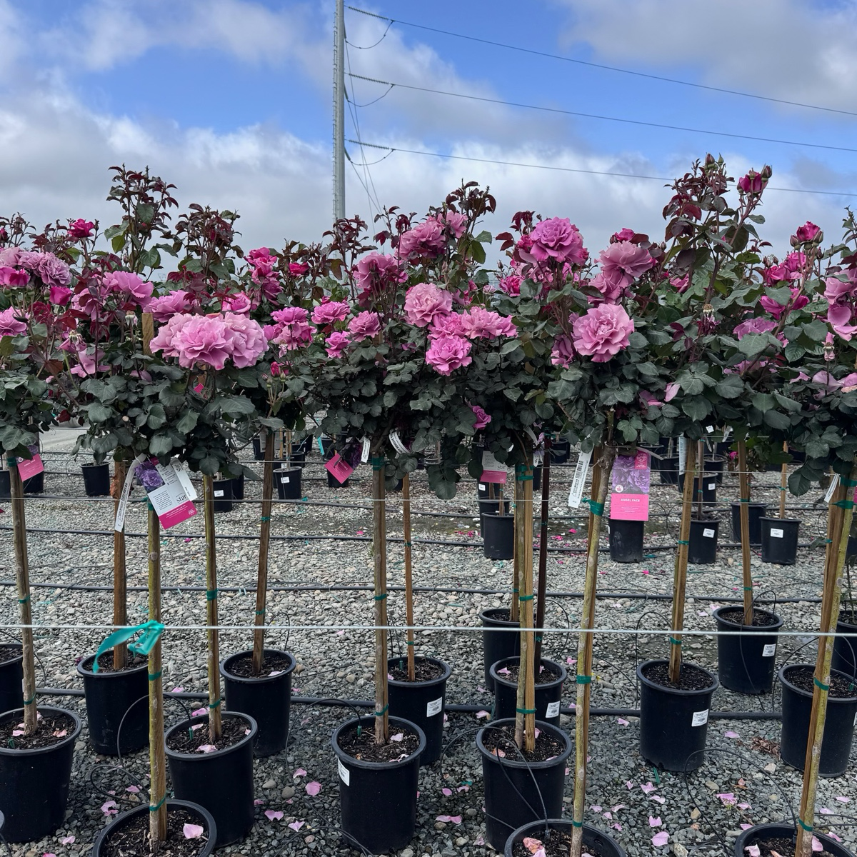 丰花月季-天使面容