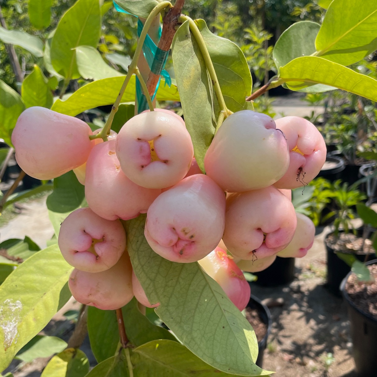 Wax Apple Tree-Red Wax Apple