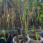 Sugarcane