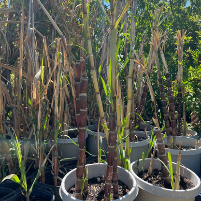 Rare Fruit Tree-Sugarcane Tree