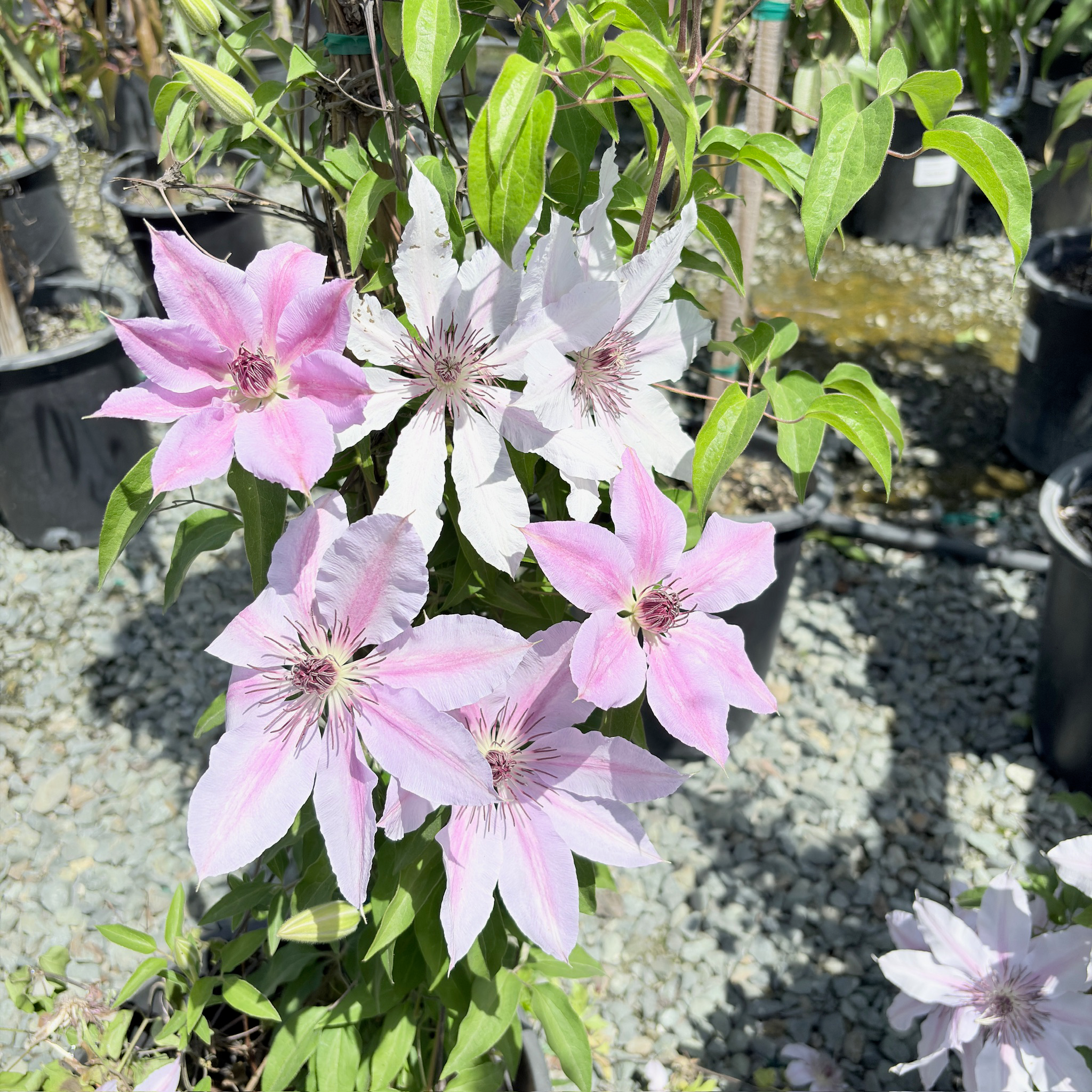 Nelly Moser Clematis