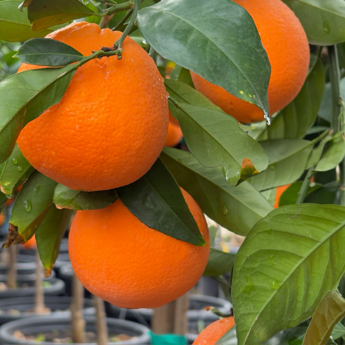 Fukumoto Navel Orange