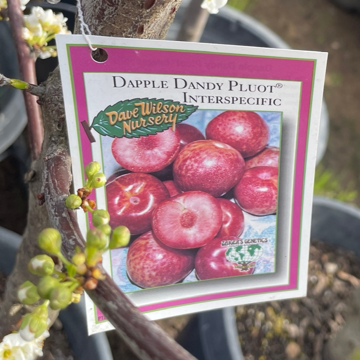 Dapple Dandy Pluot