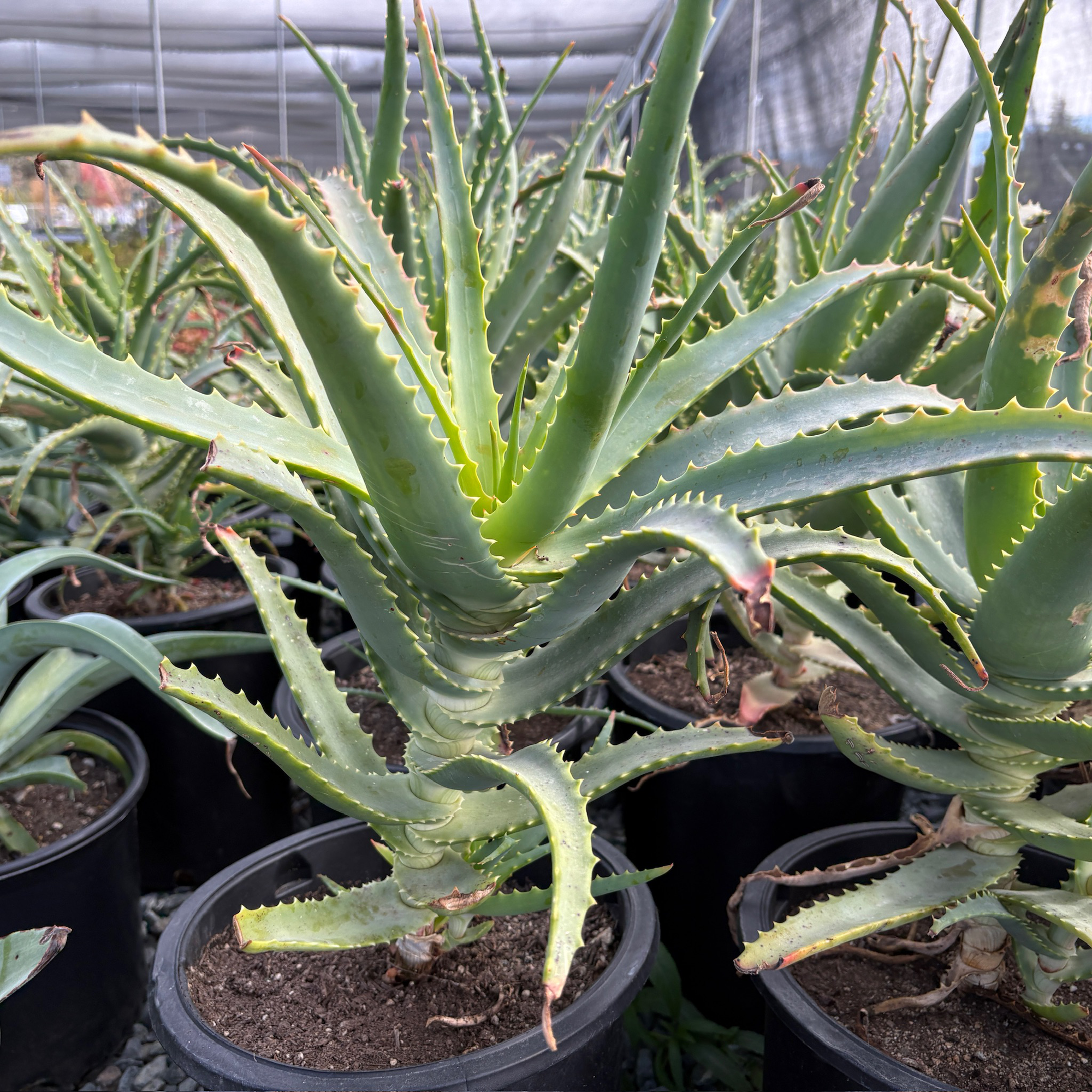 Candelabra Aloe