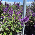 lue Chip Dwarf Butterfly Bush