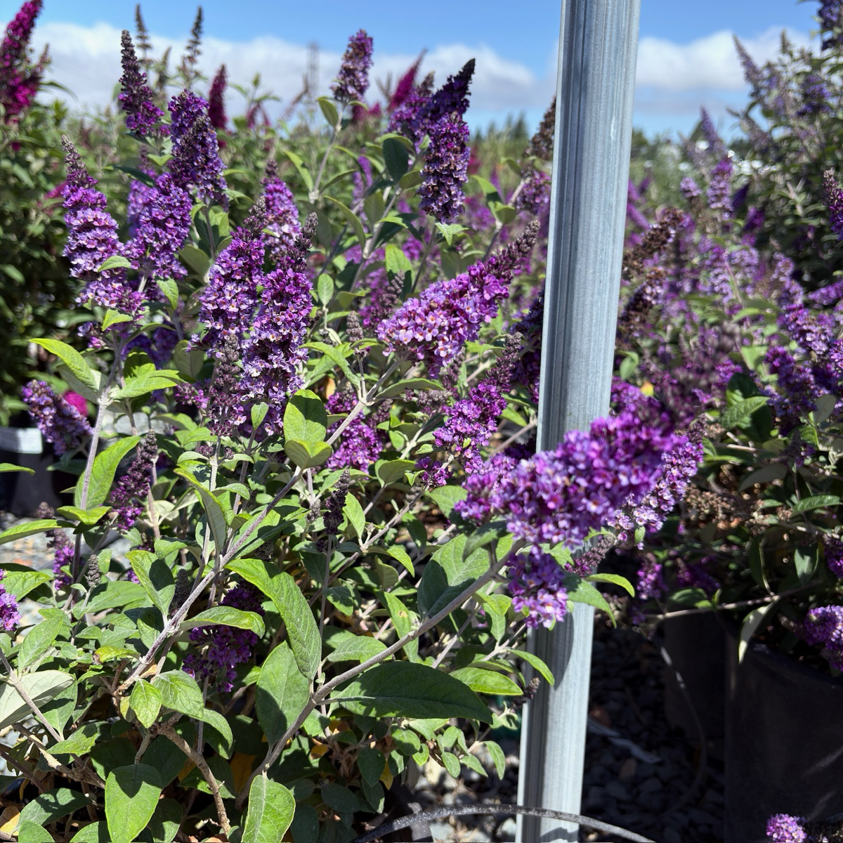 lue Chip Dwarf Butterfly Bush