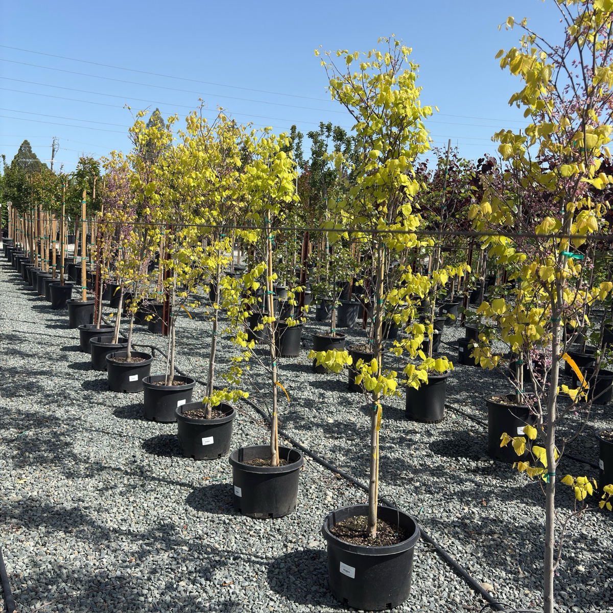 Hearts of Gold Eastern Redbud