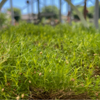 Scotch Moss