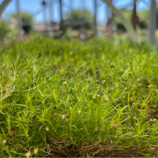 Scotch Moss