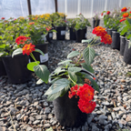 Radiation Lantana