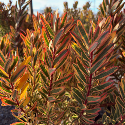 Jester Cone Bush