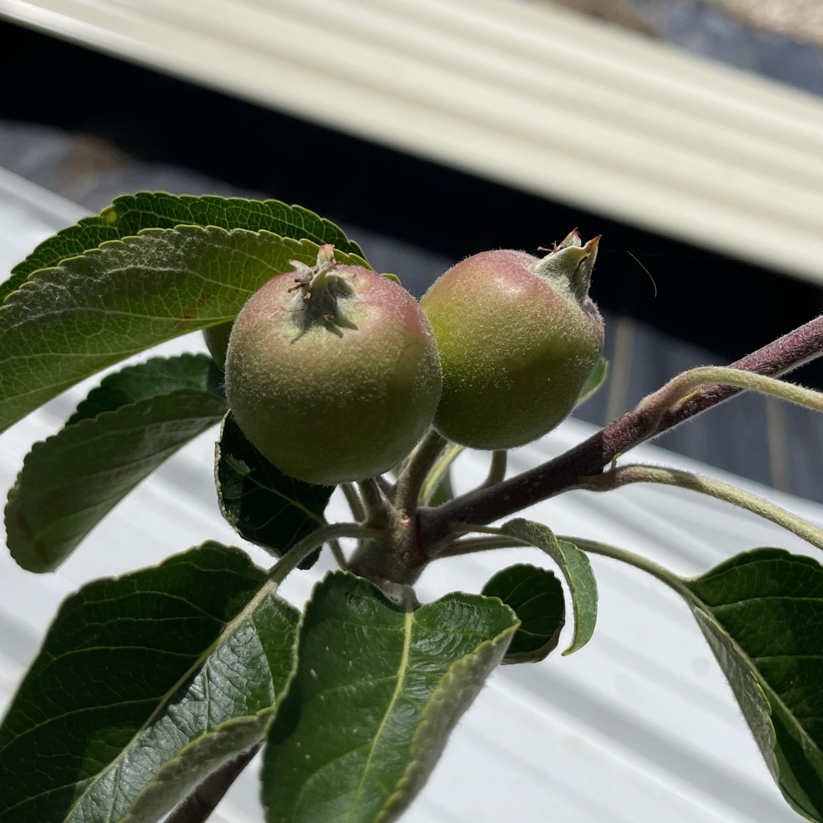 Pink Lady Apple