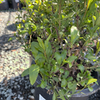 Imperial Blue Cape Plumbago
