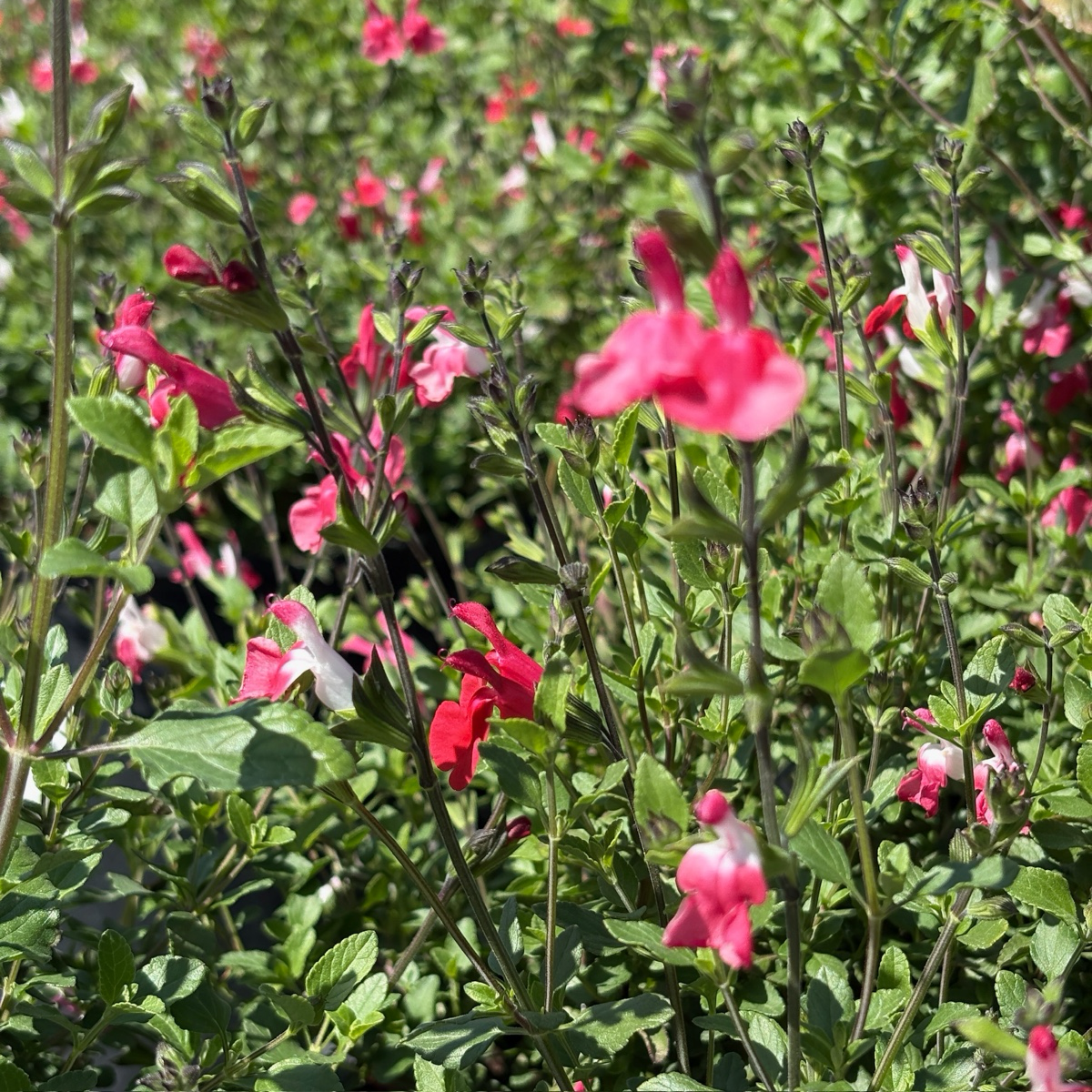 Hot Lips Sage