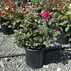 丰花月季-天使面容